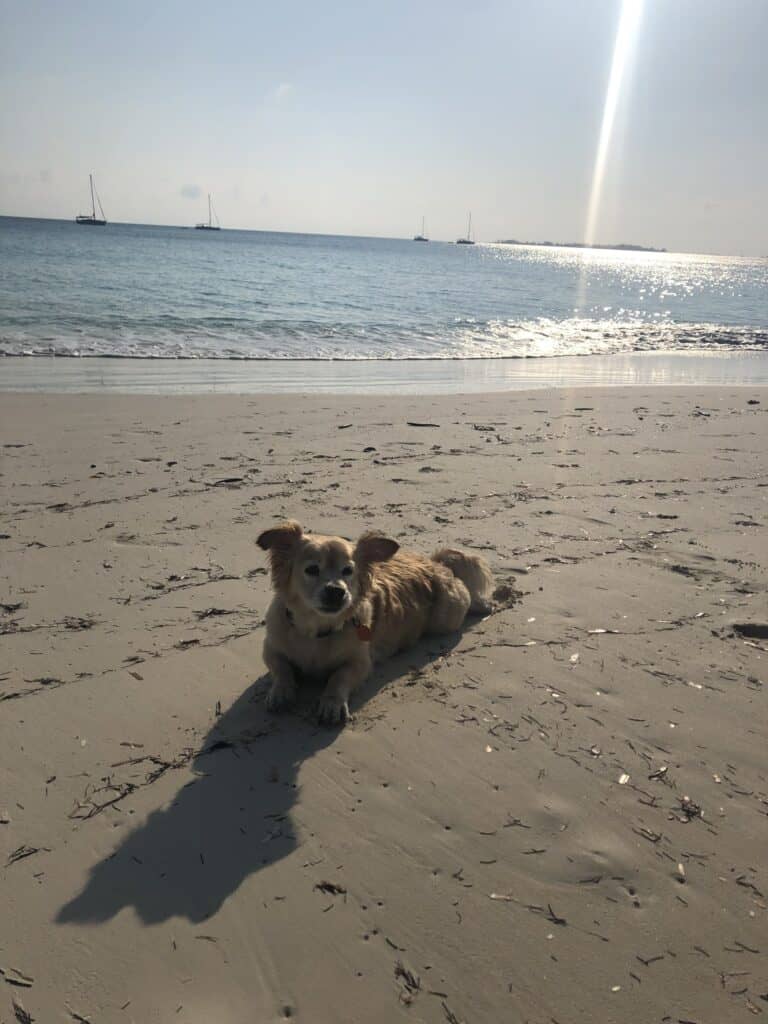 Mangaux laying on the beach at the East Side of Great Harbour Cay Anchorage. It is morning and the sun is coming up behind him. There are boats and calm water in the background.