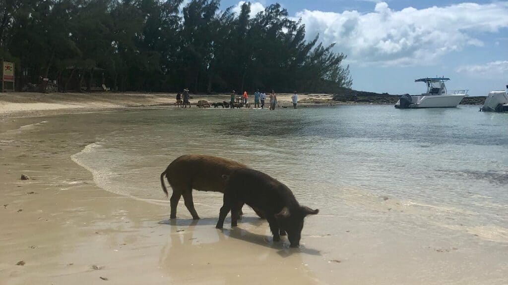 2 dark brown pigs in the foreground foraging on the beach. In the background you can see people and charter boats who are feeding several pigs in the shallow waters at the beach.