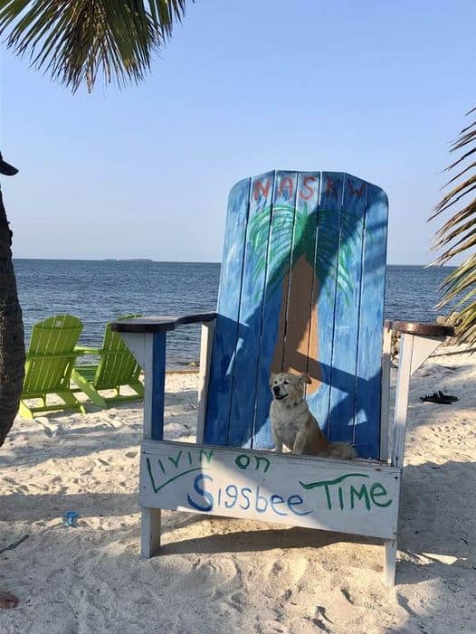 Mangaux, our 23 lb blonde dog, sitting on an overlarge chair that says Livin on Sigsbee Time. The chair is on the beach on a sunny day.