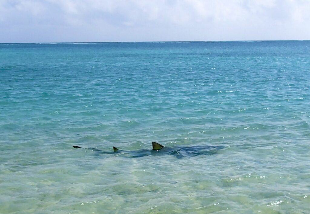 A shark is in the shallows on the beach with its fins sticking out of the clear water on a sunny day.