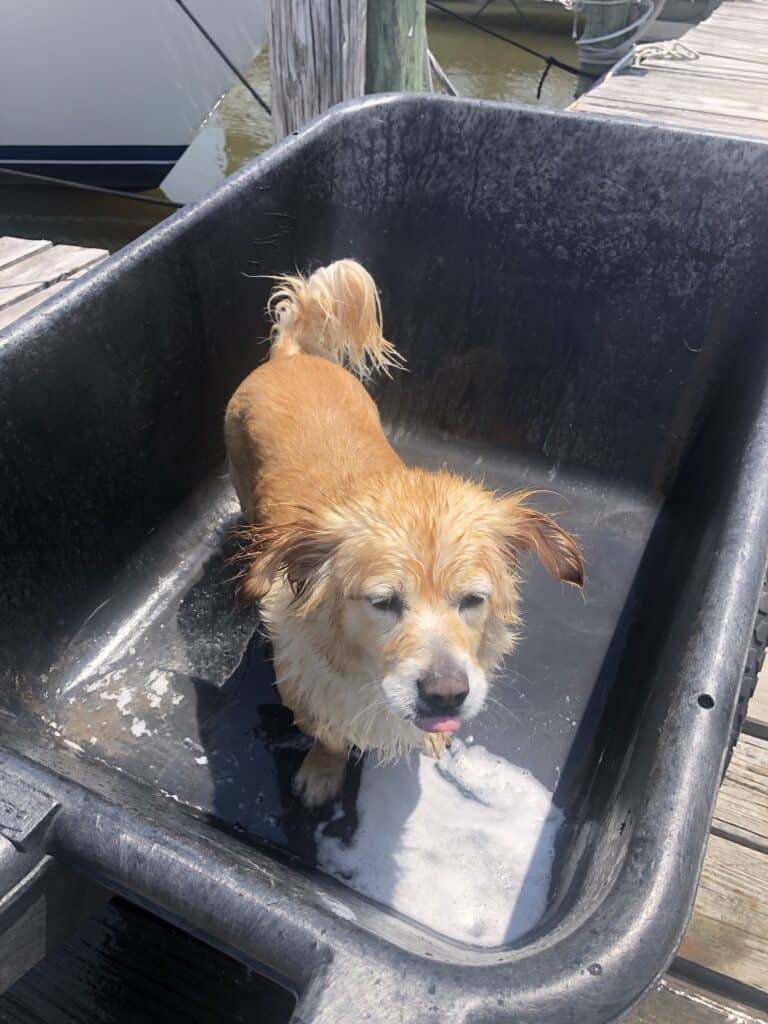 Dog baths in a marina cart on the dock conserves boat water for when we are at anchor.
