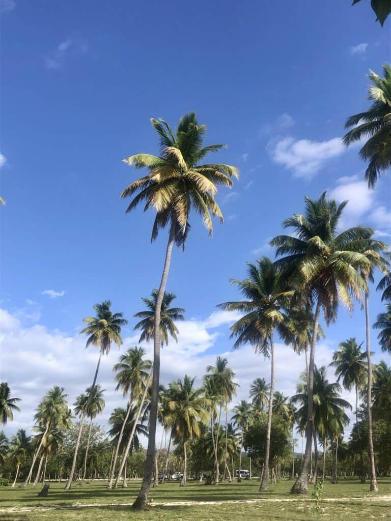 Palm Trees along the beach at the Boqueron anchroage