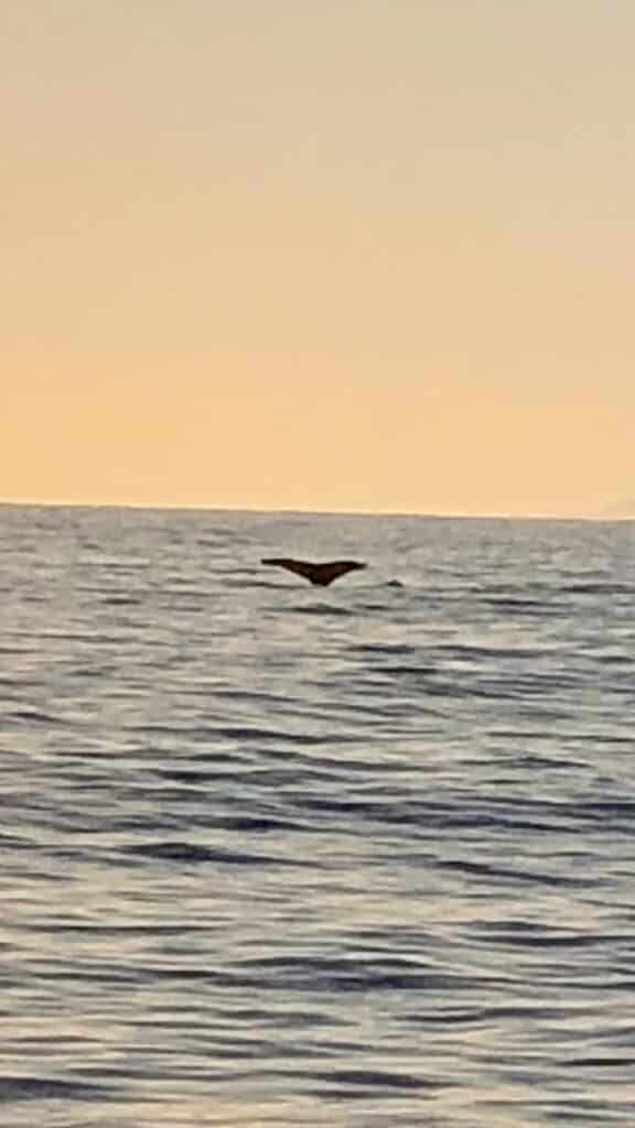 Sailing in the Dominican Republic offers Humpback Whales showing off their tale in Samana Bay in the early morning daylight hours with an orange sky in the background.