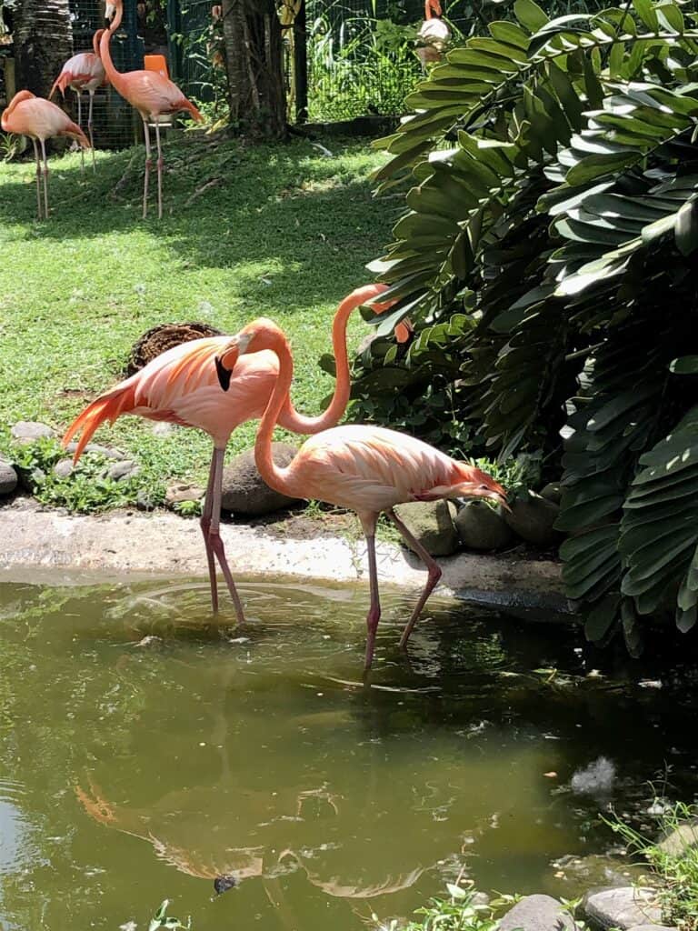 Pink Flamingos wading in shallow water at Jardin Botanique.
