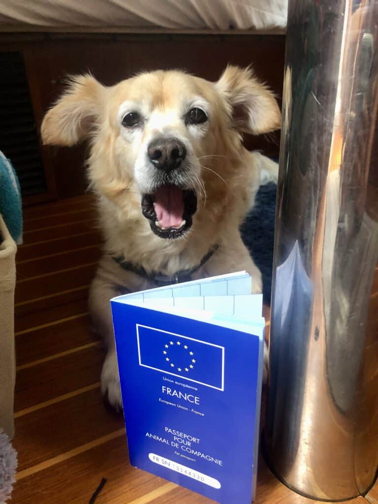 Mangaux, our golden 24-lb mixed breed dog has his mouth open sitting behind his blue EU Pet Passport used while sailing with a dog in the Caribbean