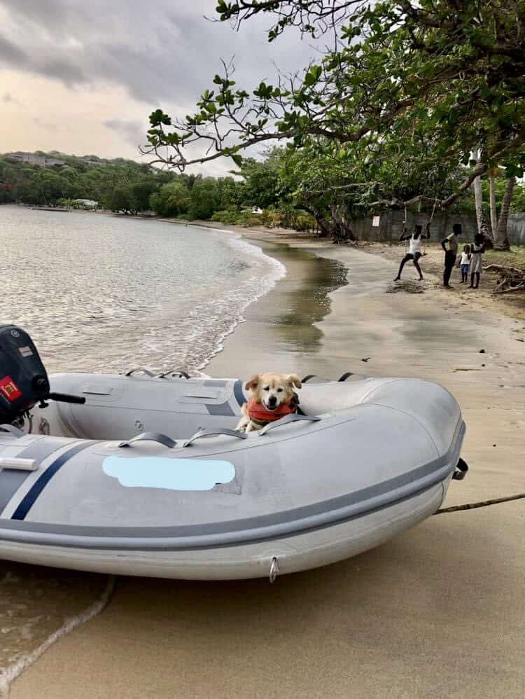 Our dog Mangaux is sitting in the dinghy on the beach at Prickly Bay in Grenada