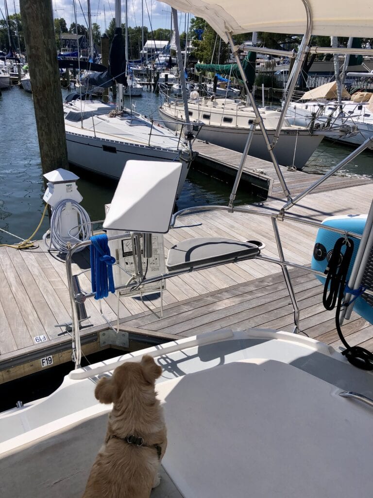 Our starlink dish is mounted on the railing on the stern of our sailboat, Pelagia. It is held with a fishing rod holder, next to our port stern seat. Our dog Mangaux is in the picture supervising our work!
